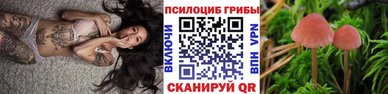 Галлюциногенные грибы Psilocybe  Купить закладки  Мещовск 